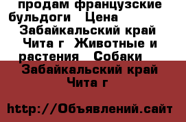 продам французские бульдоги › Цена ­ 10 000 - Забайкальский край, Чита г. Животные и растения » Собаки   . Забайкальский край,Чита г.